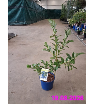 Vaccinium cor. 'Elisabeth' C 2 L
